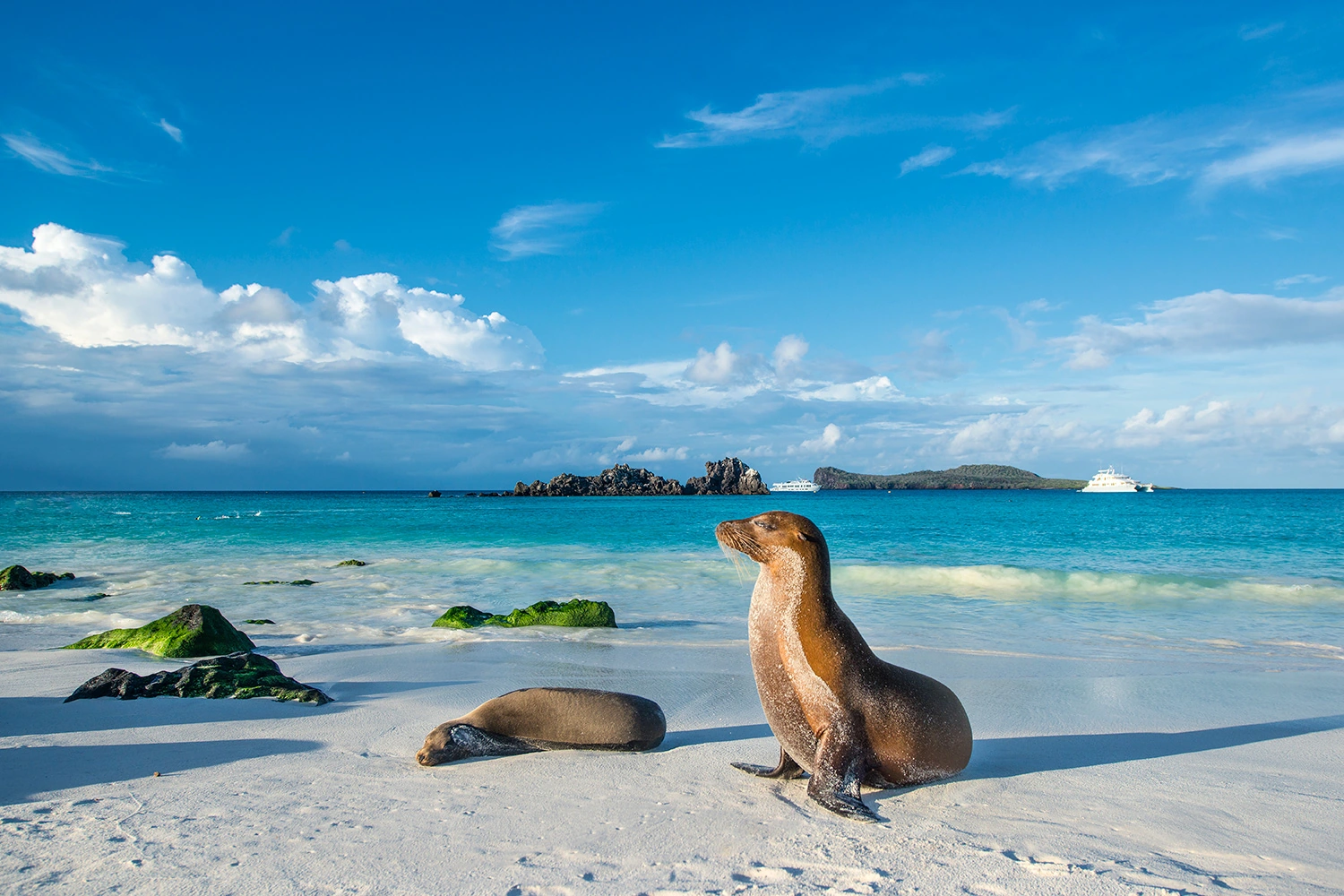 Galapagos