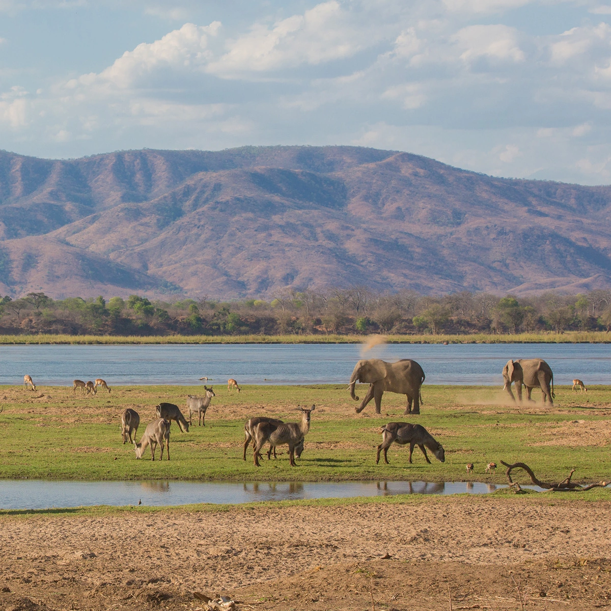 Zambezi