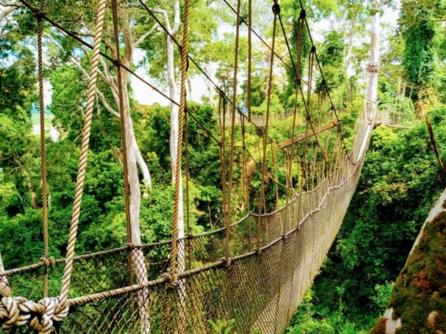 Kakum Tours