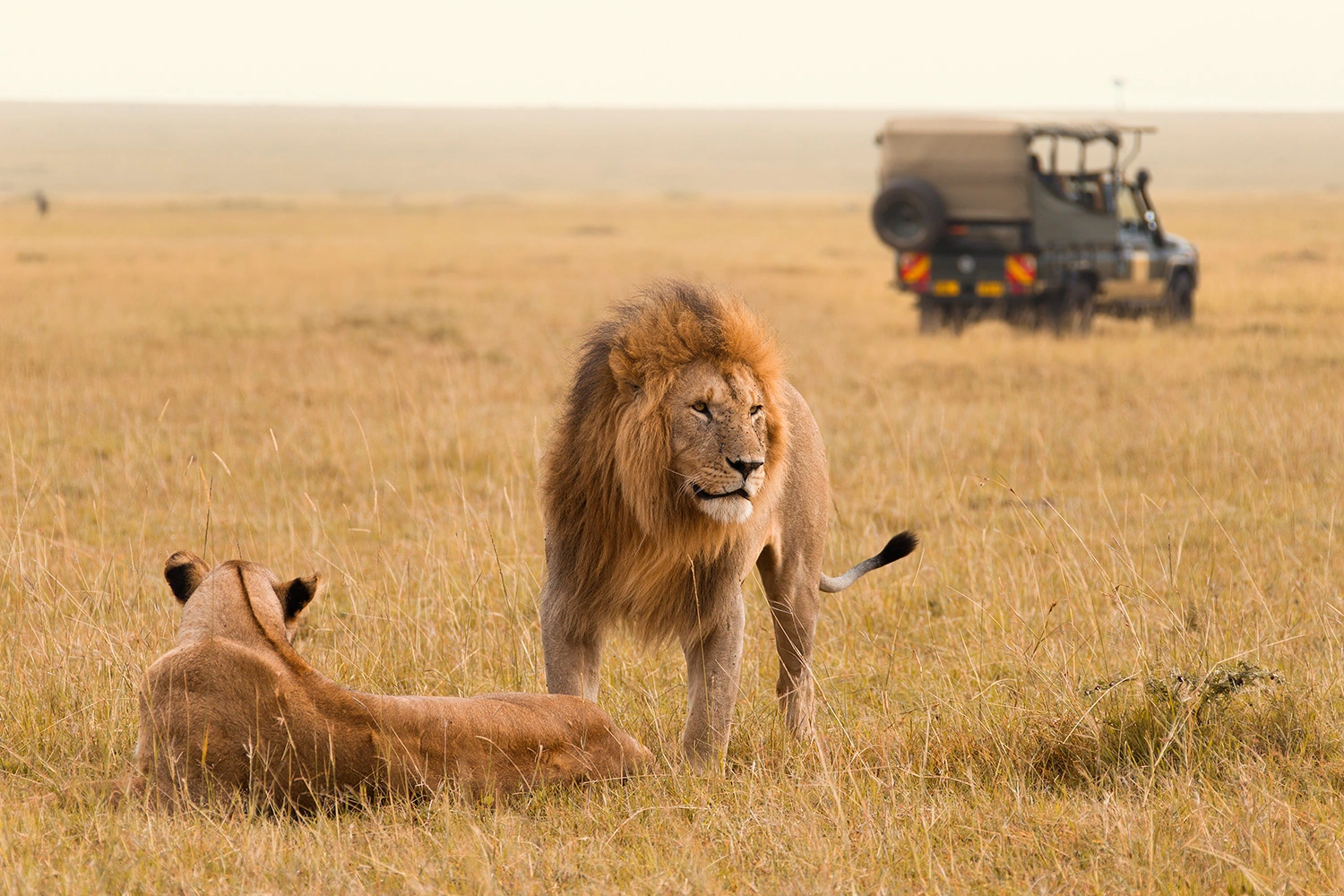 African Lions