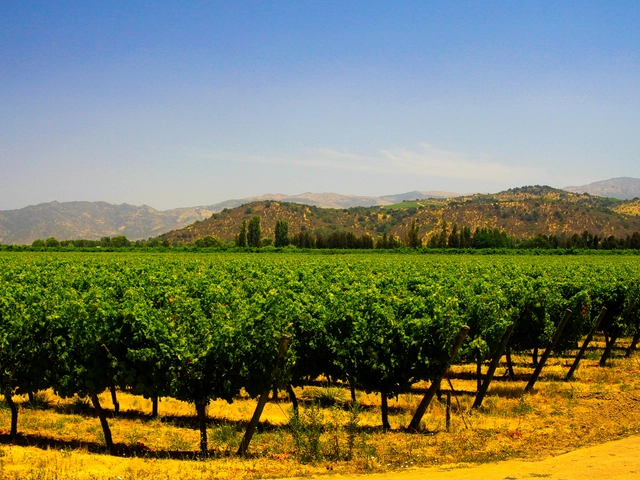 Vineyard Vistas & Urban Delights: A Wine and City Adventure in Chile and Argentina