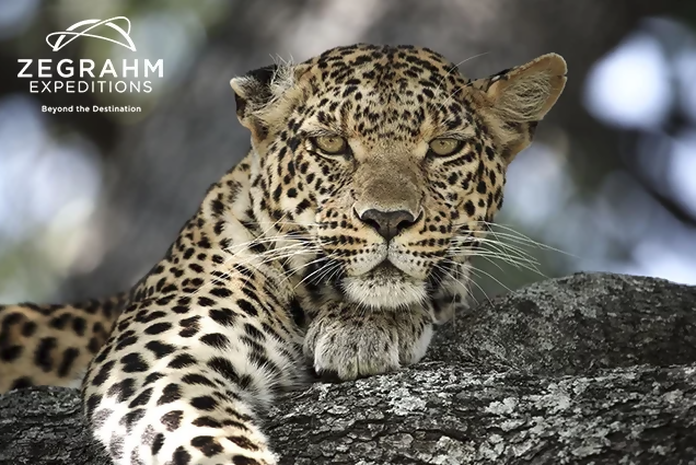 Choose Your Ultimate African Safari!