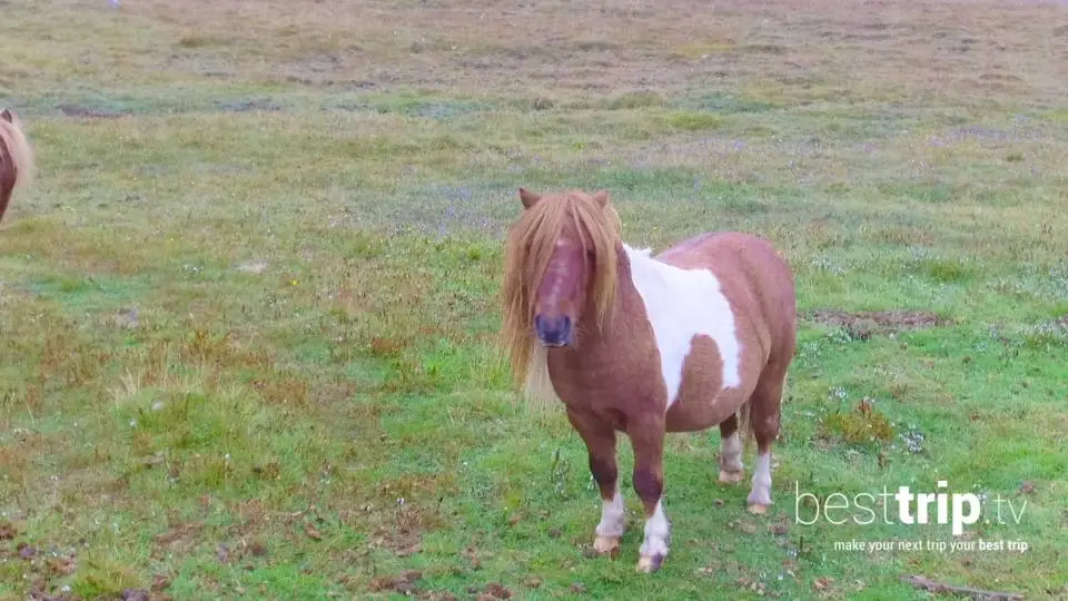 Ponies and 3 More Reasons to Visit Scotland's Shetland Islands