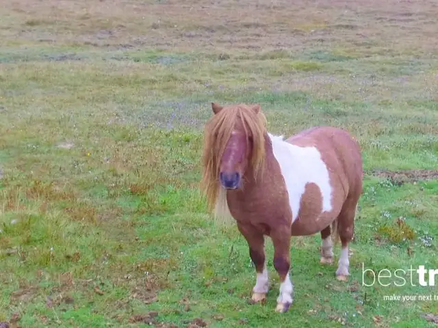 Ponies and 3 More Reasons to Visit Scotland's Shetland Islands