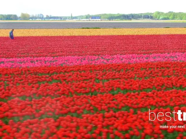 5 Top Spring Flower Spectacles and Where to Find Them