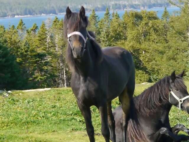 Newfoundland Ponies Are The Joy We All Need Right Now