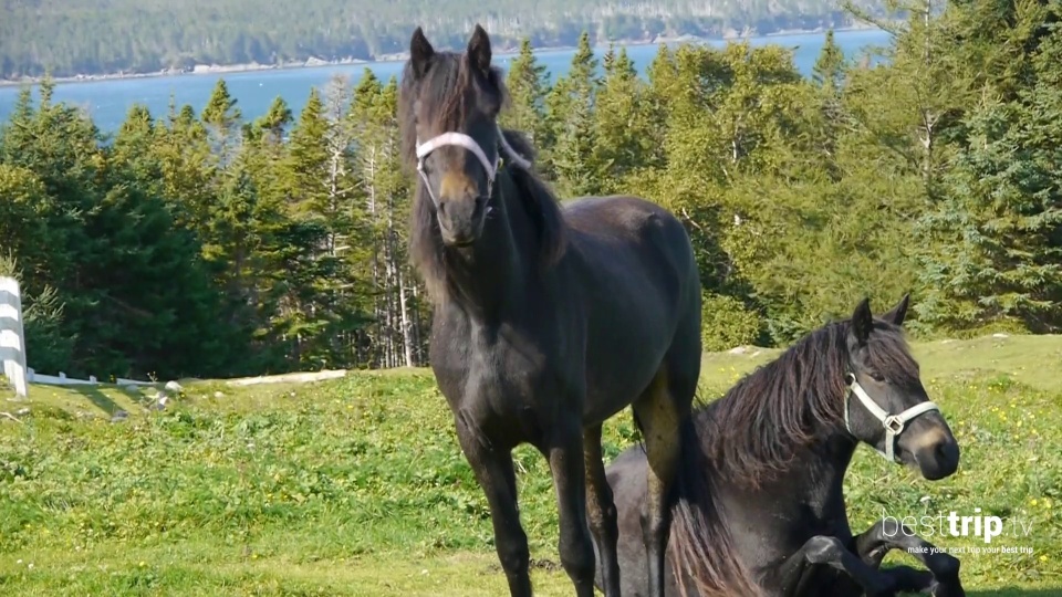 How Newfoundland Ponies are like Newfoundlanders Themselves