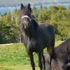 How Newfoundland Ponies are like Newfoundlanders Themselves