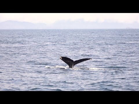 Episode 2: Alaska Seafood & Wildlife