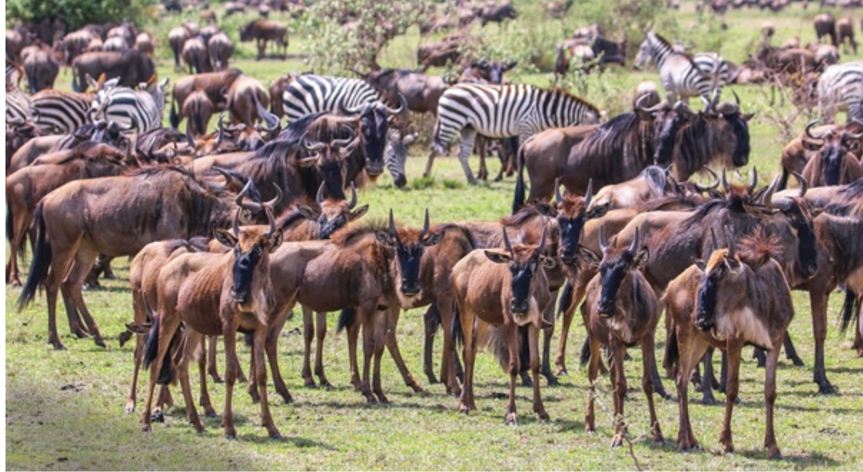 Great Migration: Tanzania & Kenya - 2027