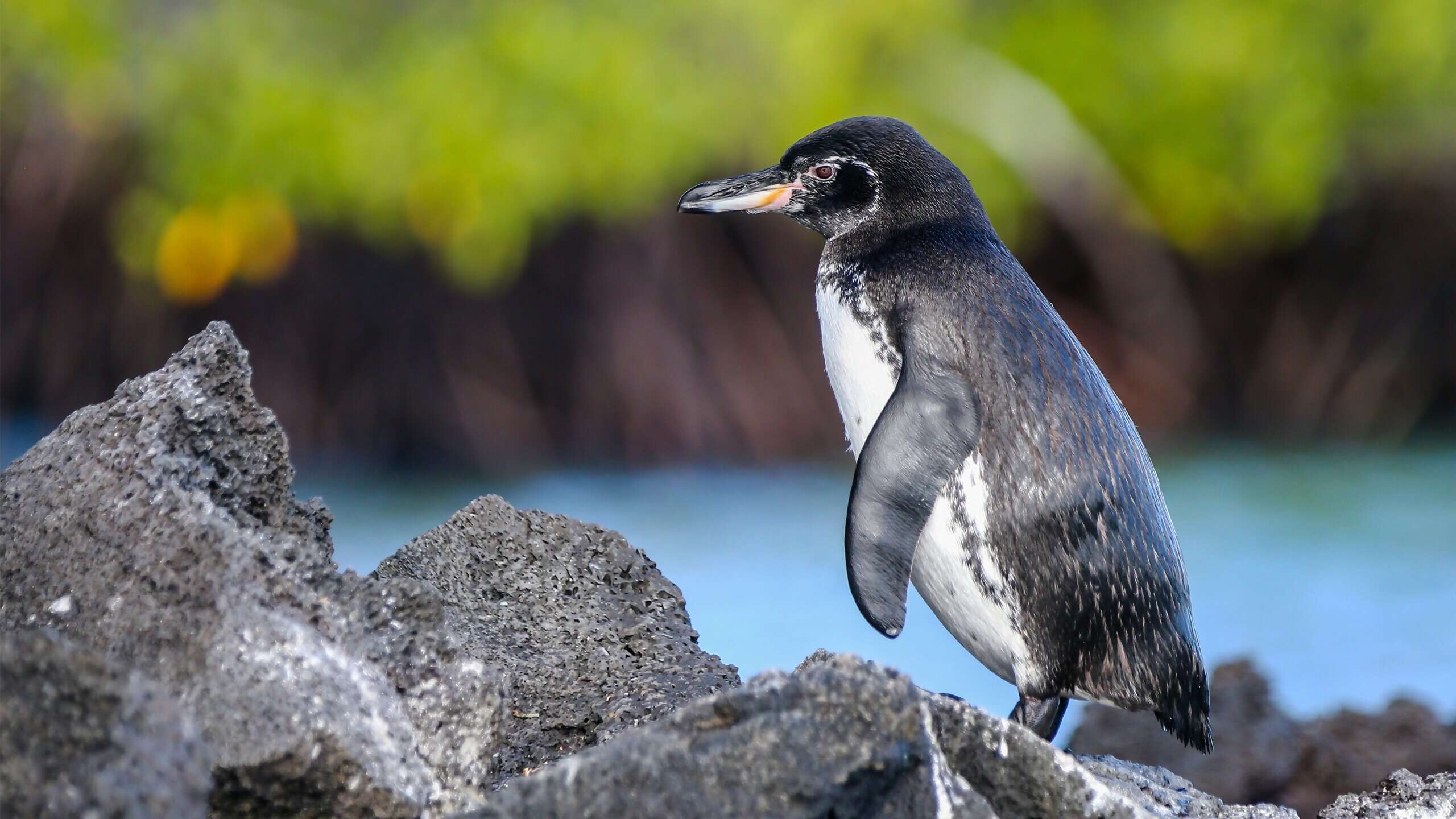 Galapagos