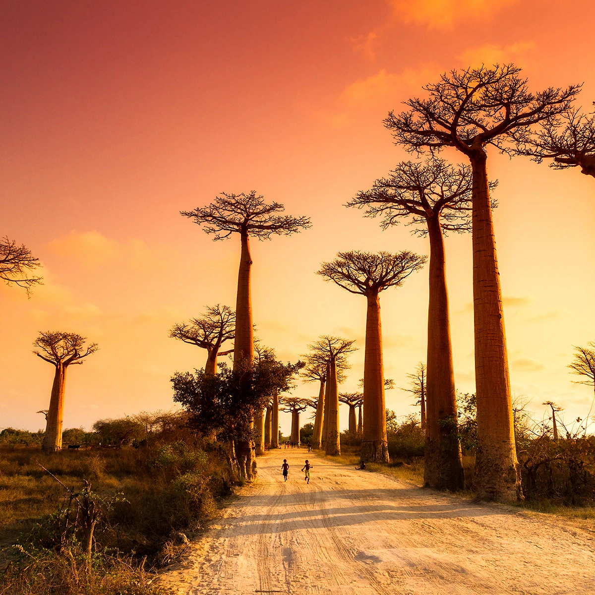 Africa