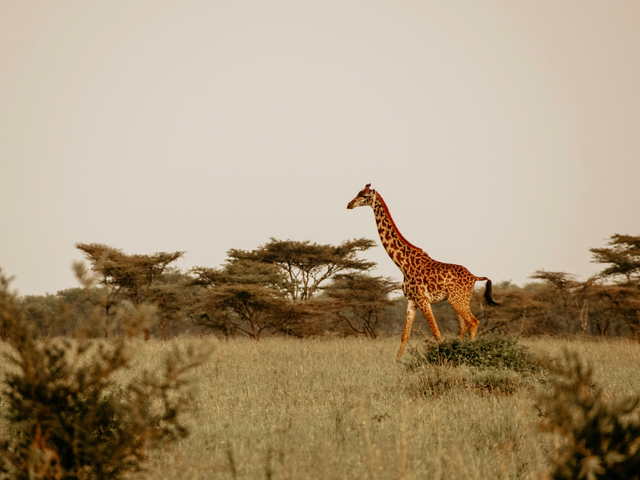 Safari Season Is Calling, Africa Is Waiting