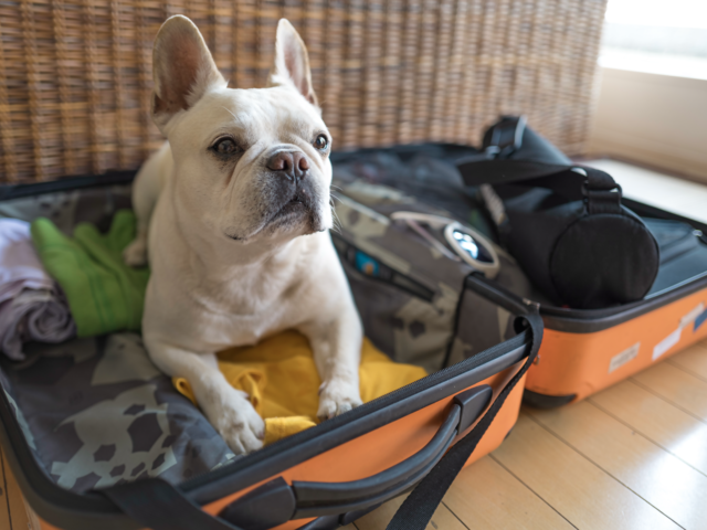 New Travel Rules for Dogs Entering (or Returning to) the U.S.