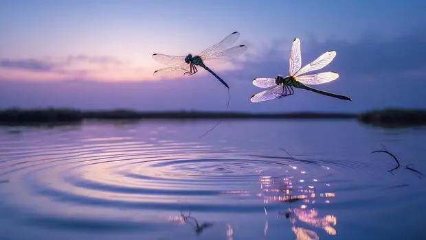The Day Dragonflies Taught Me to Dream