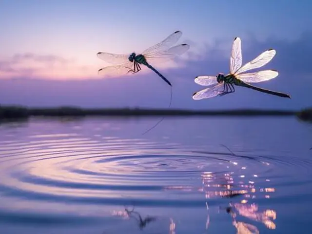 The Day Dragonflies Taught Me to Dream
