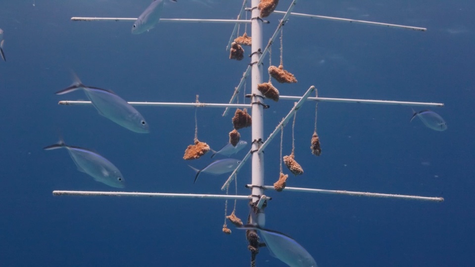 The Cruise Line Breeding “Super Coral” and Other Good News for World Oceans Day