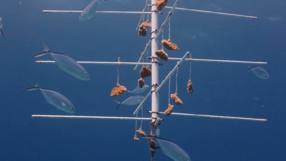 The Cruise Line Breeding “Super Coral” and Other Good News for World Oceans Day