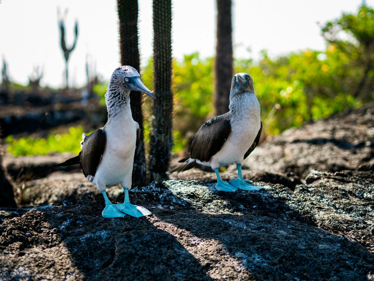 Galapagos and Machu Picchu - Custom