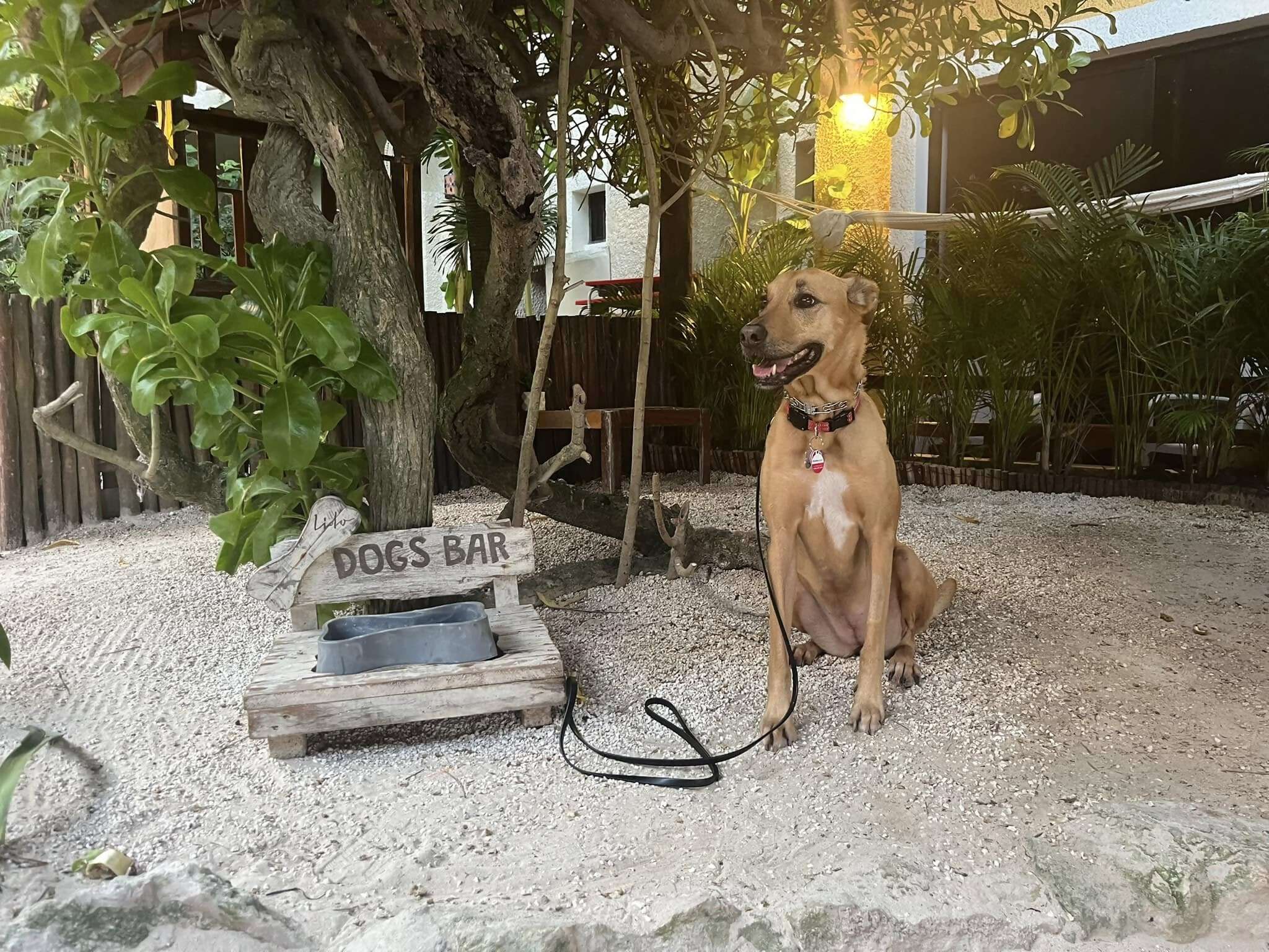 Flying with Your Dog: Our Journey from Toronto to Cancun