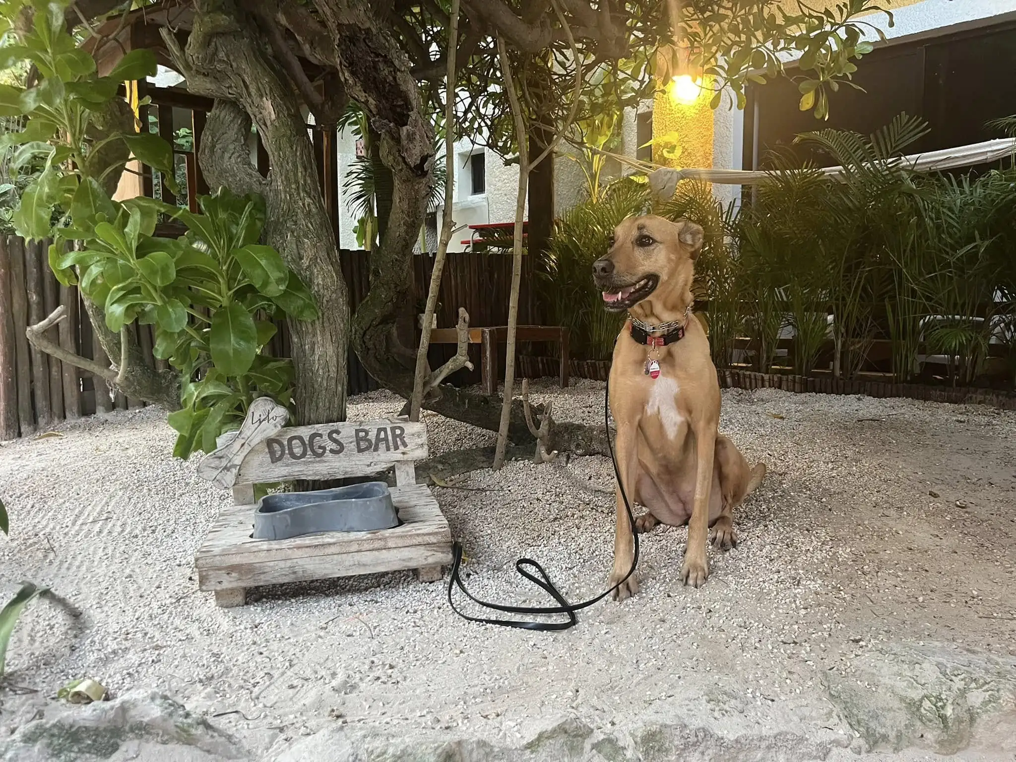 Flying with Your Dog: Our Journey from Toronto to Cancun