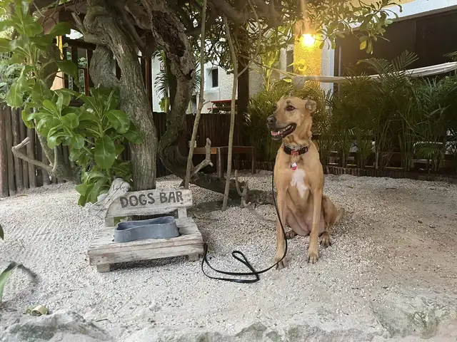 Flying with Your Dog: Our Journey from Toronto to Cancun