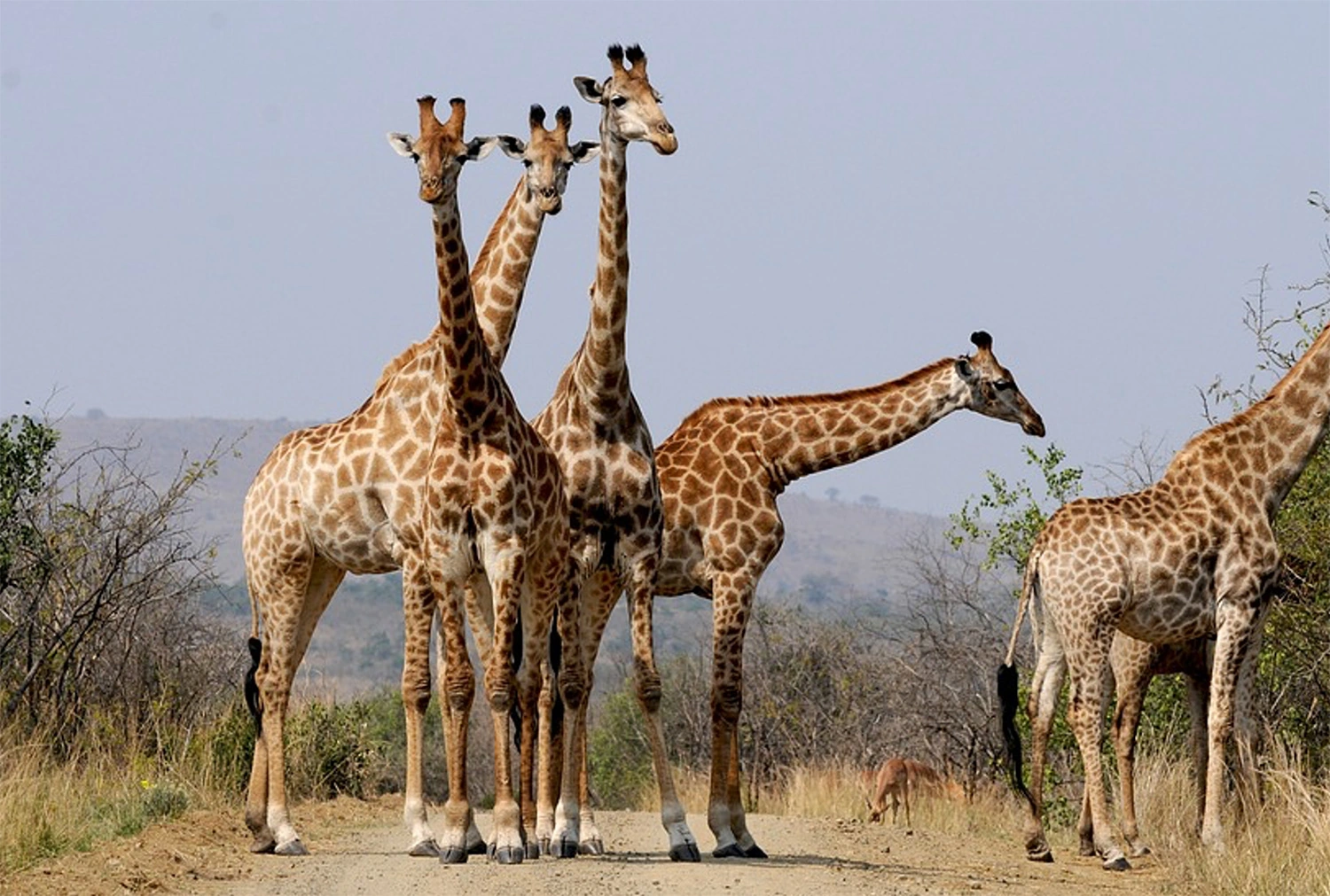 Kapama Game Reserve