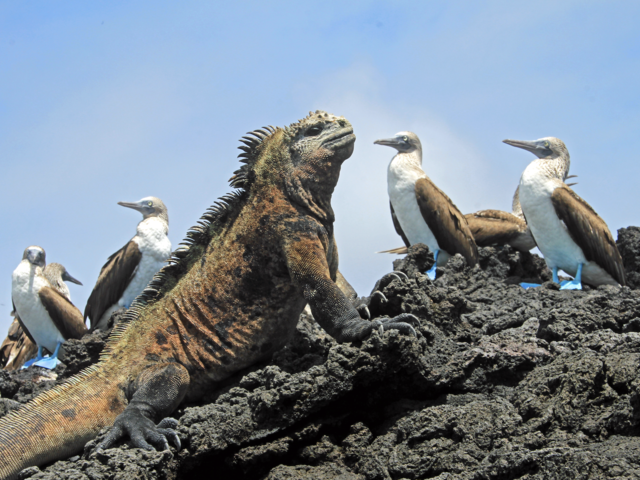 The Galapagos Islands’ ‘Big 15’ Wildlife Species
