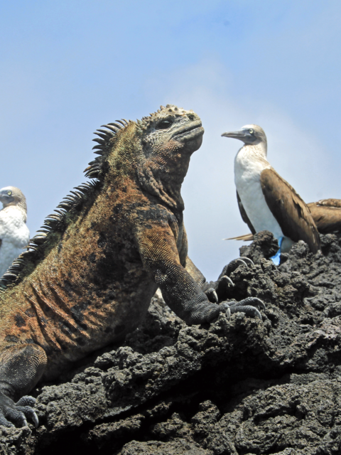 The Galapagos Islands’ ‘Big 15’ Wildlife Species