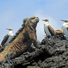 The Galapagos Islands’ ‘Big 15’ Wildlife Species