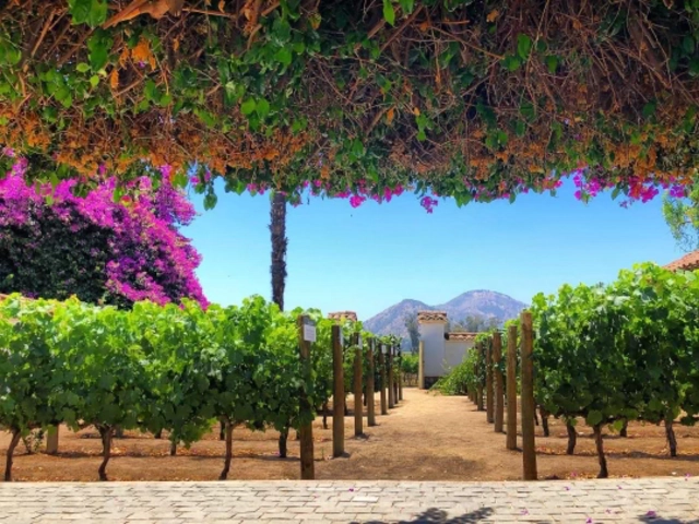 Uncorking Adventure: The Rise of Wine Travel