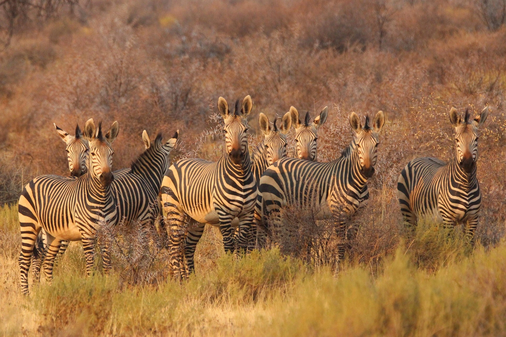 Sustainable Sips - Ethical Wildlife Tours