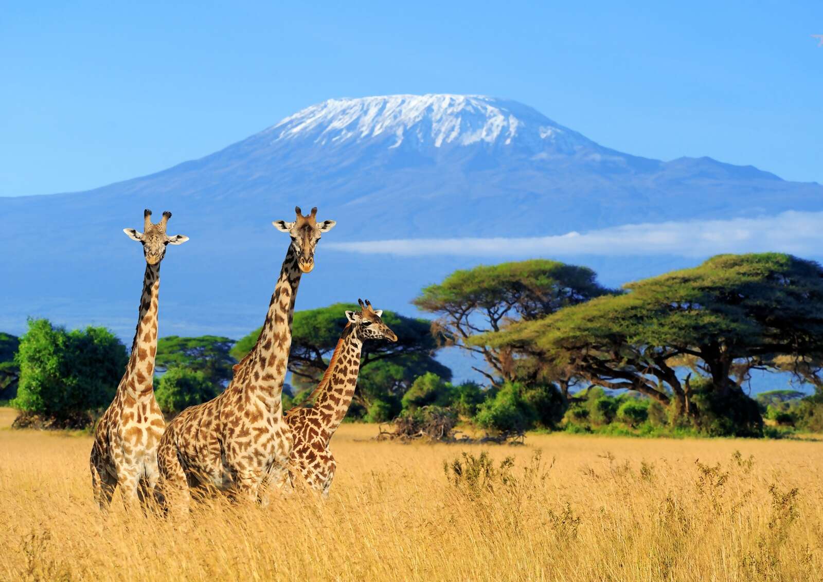 Africa Vacation Packages 2026: Safaris, Cape Town, Victoria Falls & More