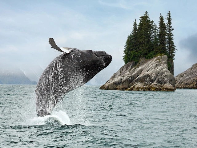 Top Reasons to Cruise Alaska with Holland America Line