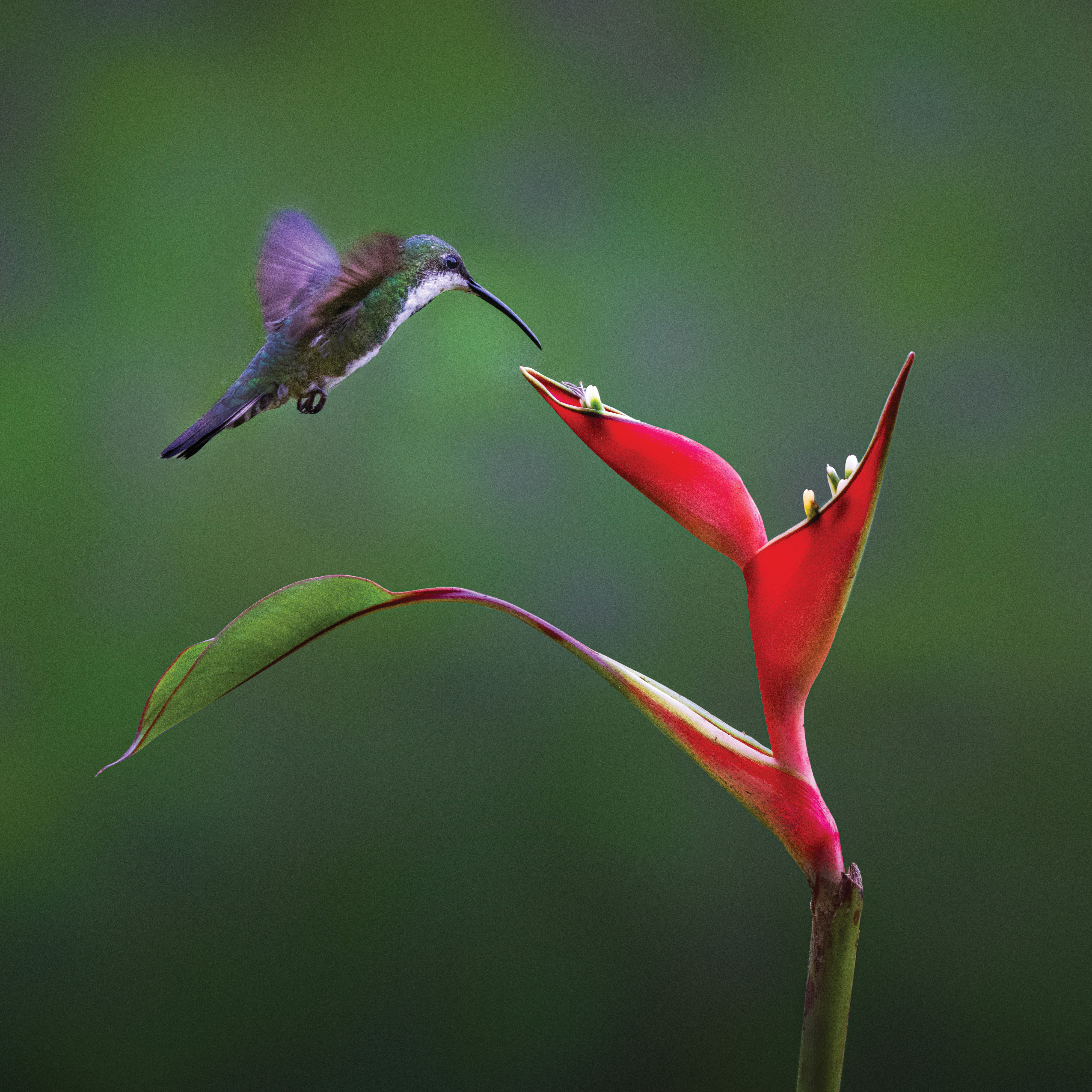 Eyes Wide Open in Costa Rica