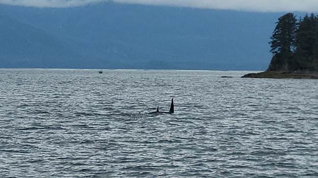 A group of whales in the water

AI-generated content may be incorrect.