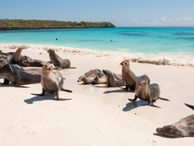 Exclusive Galapagos Savings with Celebrity Cruises