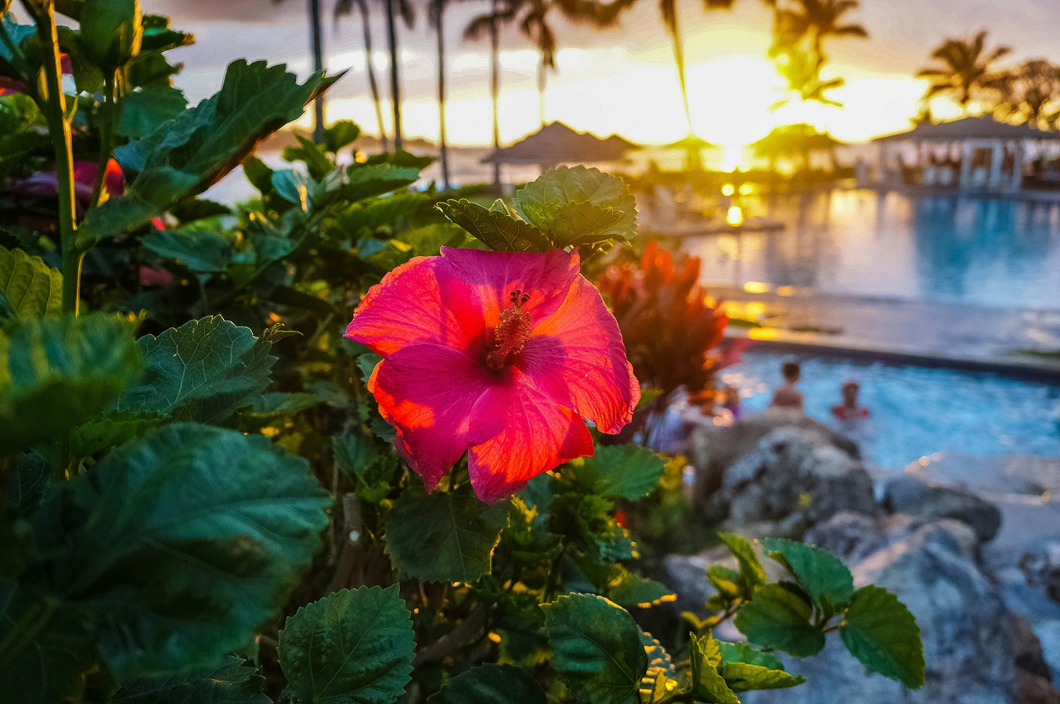 Hibiscus Beach
