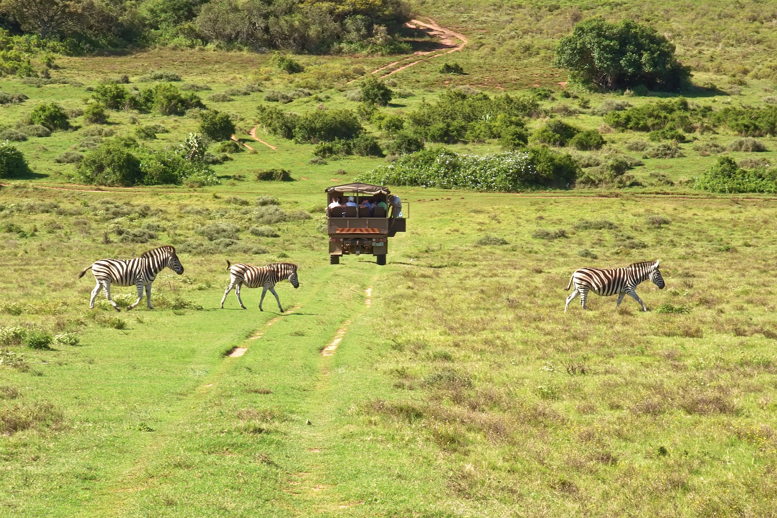 Safari Adventure in Greater Kruger National Park