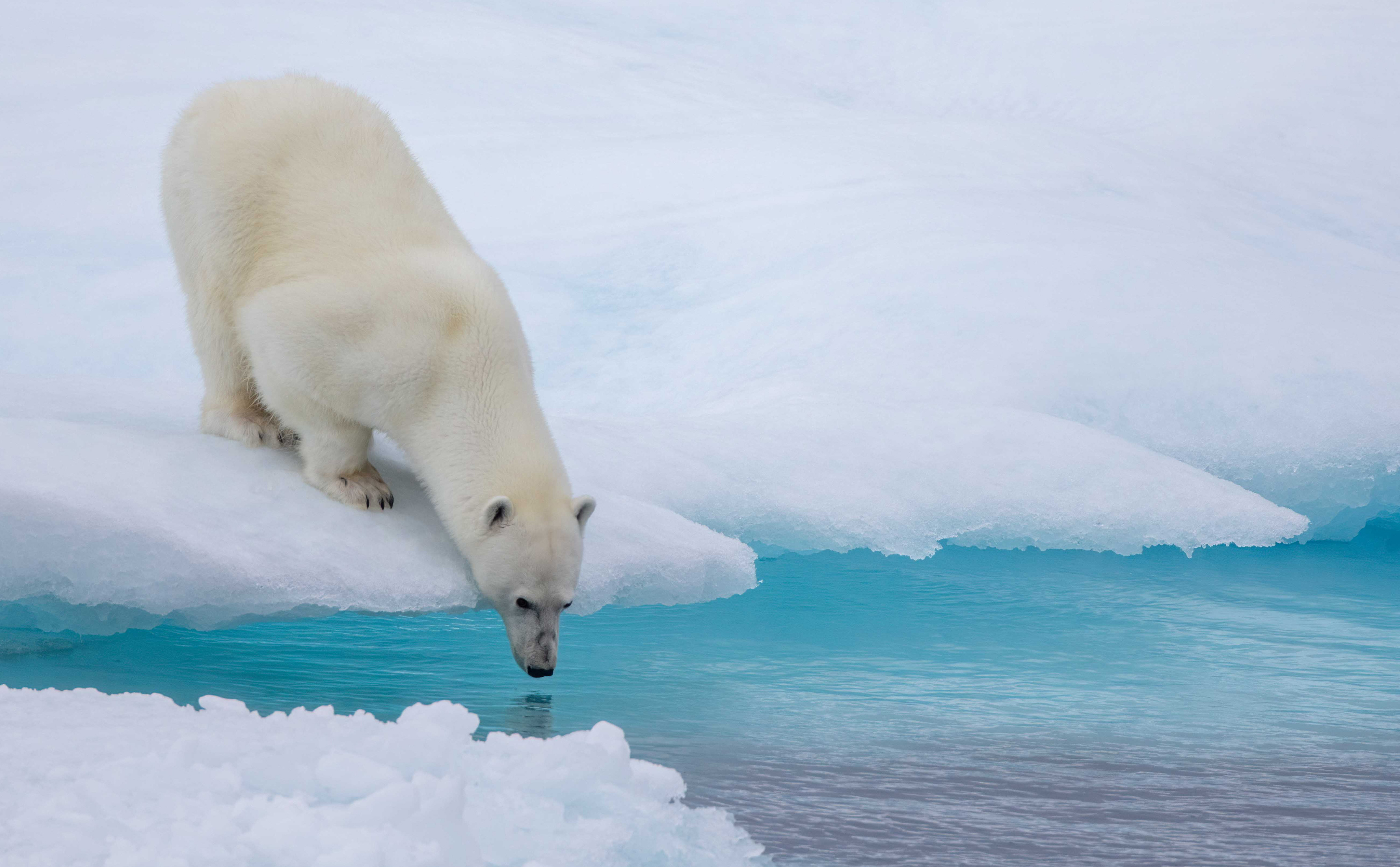 Polar Bears and Icebergs  -  A Cultural Safari Through Canada's Arctic