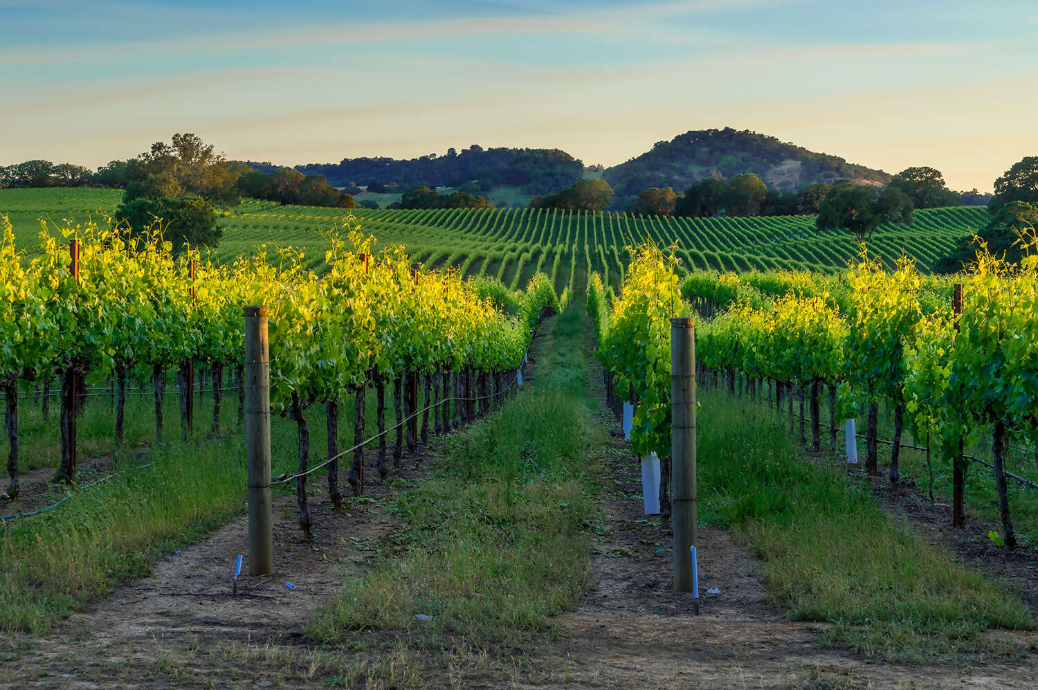Wine Country