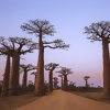 10 Tree-mendous Trees to Inspire Travel this Arbor Day
