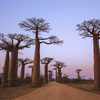 10 Tree-mendous Trees to Inspire Travel this Arbor Day