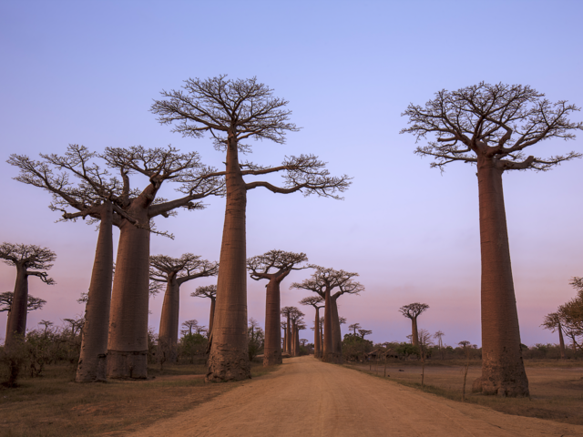 10 Tree-mendous Trees to Inspire Travel this Arbor Day