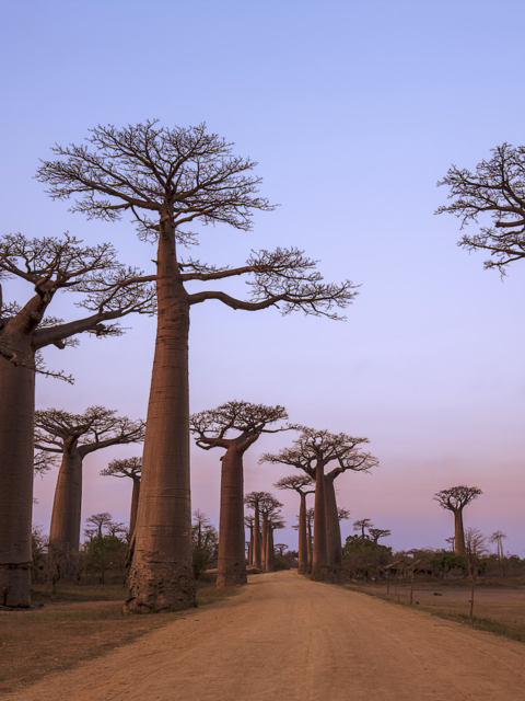 10 Tree-mendous Trees to Inspire Travel this Arbor Day