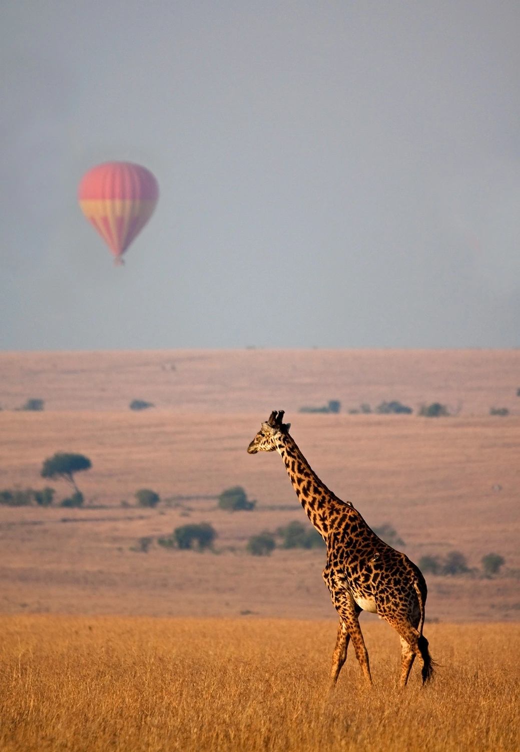 Africa
