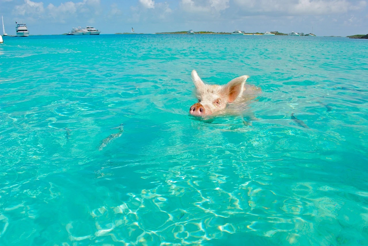 Explore The Bahamas: Paradise for Nature Lovers, Adventure Seekers, and Culture Enthusiasts