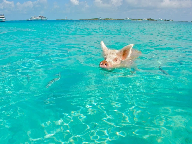 Explore The Bahamas: Paradise for Nature Lovers, Adventure Seekers, and Culture Enthusiasts