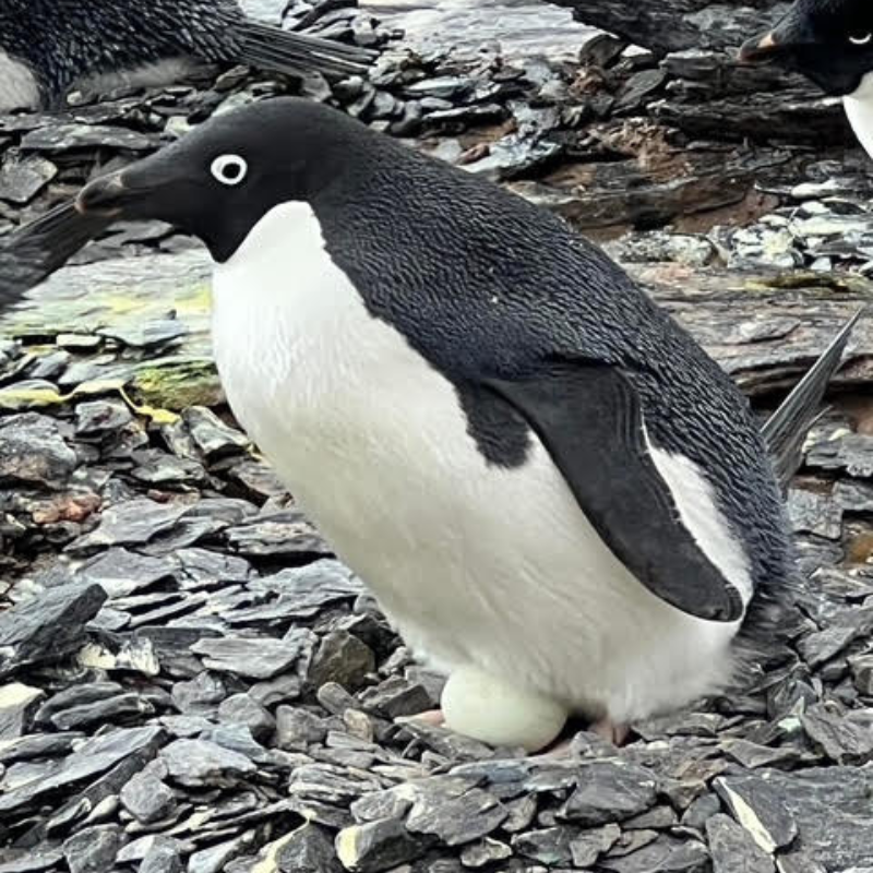 Home profile pic 014 Penguin Egg Antarctica