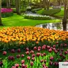 Tulip Time Cruise